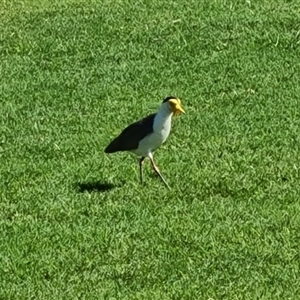 Vanellus miles at Cable Beach, WA - 11 Sep 2024