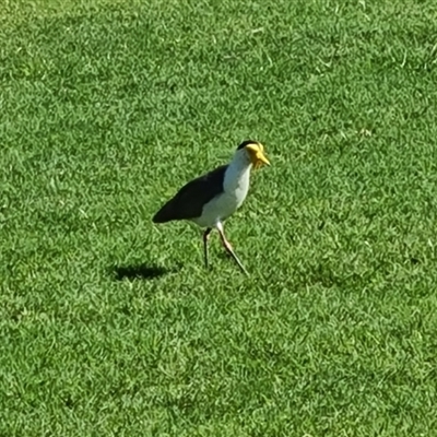 Vanellus miles (Masked Lapwing) at Cable Beach, WA - 11 Sep 2024 by Mike