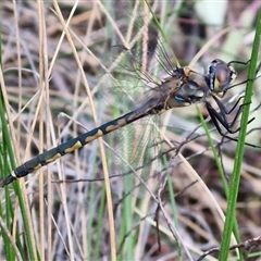 Hemicordulia tau (Tau Emerald) at Goulburn, NSW - 11 Sep 2024 by trevorpreston