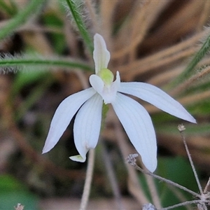 Caladenia fuscata at Goulburn, NSW - 11 Sep 2024