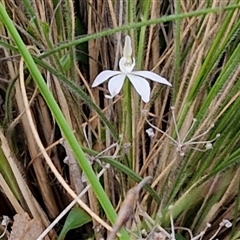 Caladenia fuscata at Goulburn, NSW - 11 Sep 2024