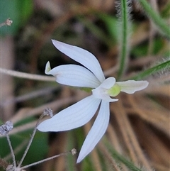 Caladenia fuscata at Goulburn, NSW - 11 Sep 2024