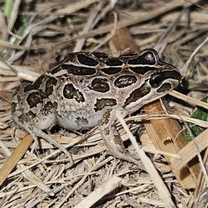 Limnodynastes tasmaniensis at Braidwood, NSW - 11 Sep 2024