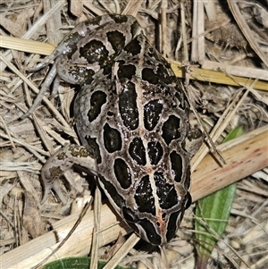 Limnodynastes tasmaniensis at Braidwood, NSW - 11 Sep 2024