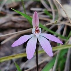 Caladenia fuscata (Dusky Fingers) at Goulburn, NSW - 11 Sep 2024 by trevorpreston