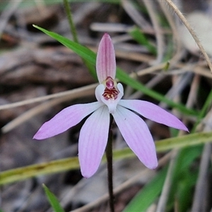 Caladenia fuscata at Goulburn, NSW - 11 Sep 2024