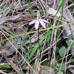 Caladenia fuscata at Goulburn, NSW - 11 Sep 2024