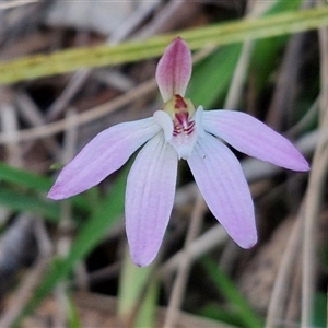 Caladenia fuscata at Goulburn, NSW - 11 Sep 2024