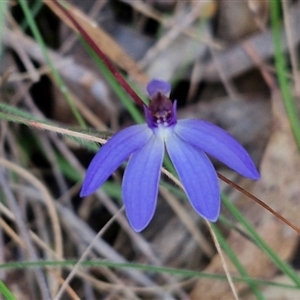 Cyanicula caerulea at Goulburn, NSW - 11 Sep 2024