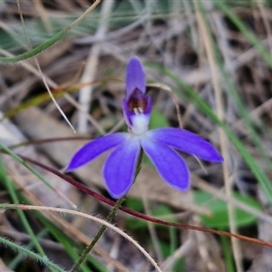 Cyanicula caerulea at Goulburn, NSW - 11 Sep 2024