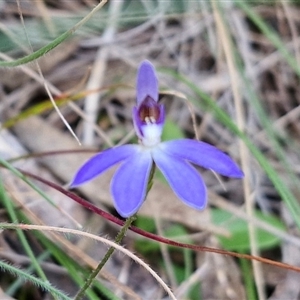 Cyanicula caerulea at Goulburn, NSW - 11 Sep 2024