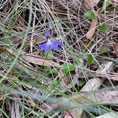 Cyanicula caerulea at Goulburn, NSW - 11 Sep 2024