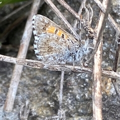 Lucia limbaria (Chequered Copper) at Molonglo, ACT - 11 Sep 2024 by SteveBorkowskis