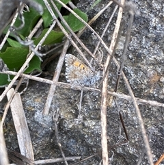 Lucia limbaria at Molonglo, ACT - suppressed