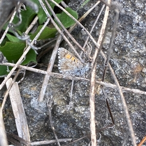 Lucia limbaria at Molonglo, ACT - suppressed