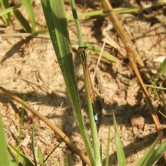 Ischnura aurora (Aurora Bluetail) at Murrumbateman, NSW - 10 Sep 2024 by SimoneC