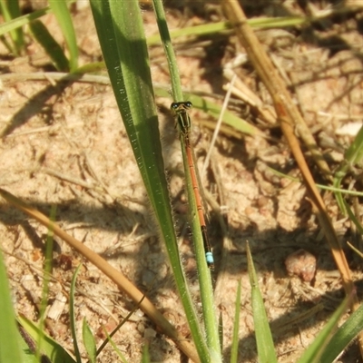 Ischnura aurora (Aurora Bluetail) at Murrumbateman, NSW - 10 Sep 2024 by SimoneC