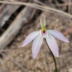 Caladenia fuscata (Dusky Fingers) at Goulburn, NSW - 11 Sep 2024 by trevorpreston