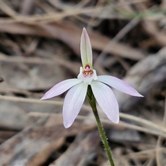 Caladenia fuscata at Goulburn, NSW - 11 Sep 2024