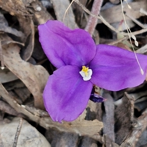 Patersonia sericea at Goulburn, NSW - 11 Sep 2024 04:41 PM