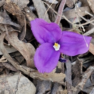 Patersonia sericea at Goulburn, NSW - 11 Sep 2024 04:41 PM