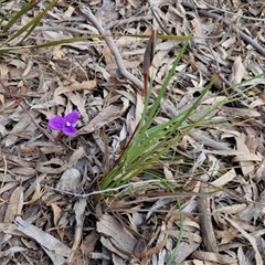 Patersonia sericea at Goulburn, NSW - 11 Sep 2024 04:41 PM