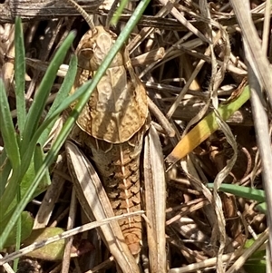 Perunga ochracea at Molonglo, ACT - 11 Sep 2024