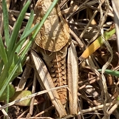 Perunga ochracea at Molonglo, ACT - 11 Sep 2024