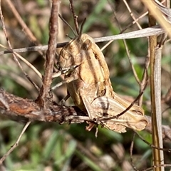 Perunga ochracea at Molonglo, ACT - 11 Sep 2024