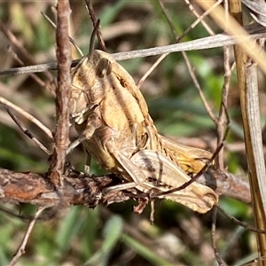 Perunga ochracea at Molonglo, ACT - 11 Sep 2024