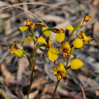 Diuris pardina (Leopard Doubletail) at Goulburn, NSW - 11 Sep 2024 by trevorpreston