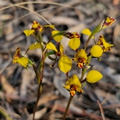 Diuris pardina at Goulburn, NSW - 11 Sep 2024