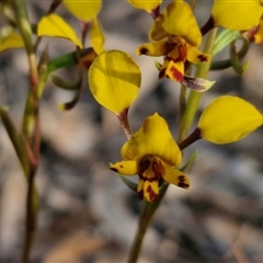 Diuris pardina at Goulburn, NSW - 11 Sep 2024