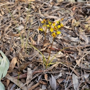 Diuris pardina at Goulburn, NSW - 11 Sep 2024