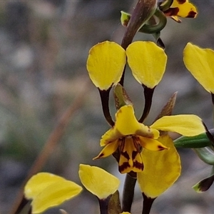 Diuris pardina at Goulburn, NSW - suppressed