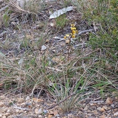 Diuris pardina at Goulburn, NSW - 11 Sep 2024