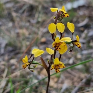 Diuris pardina at Goulburn, NSW - suppressed