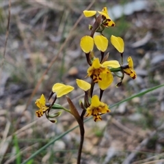 Diuris pardina at Goulburn, NSW - 11 Sep 2024