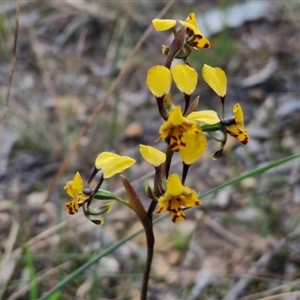 Diuris pardina at Goulburn, NSW - suppressed