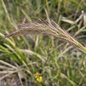 Dichelachne crinita at Goulburn, NSW - 11 Sep 2024