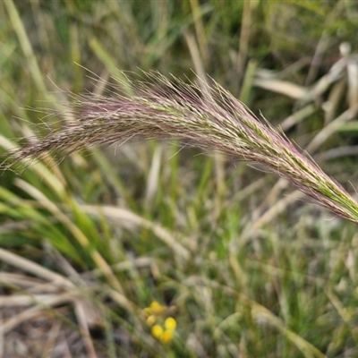 Dichelachne crinita (Long-hair Plume Grass) at Goulburn, NSW - 11 Sep 2024 by trevorpreston