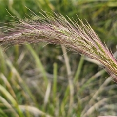 Dichelachne crinita at Goulburn, NSW - 11 Sep 2024