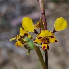 Diuris pardina (Leopard Doubletail) at Goulburn, NSW - 11 Sep 2024 by trevorpreston