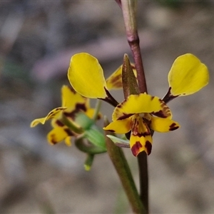 Diuris pardina at Goulburn, NSW - suppressed