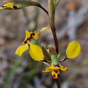 Diuris pardina at Goulburn, NSW - suppressed