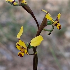 Diuris pardina at Goulburn, NSW - suppressed