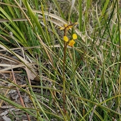 Diuris pardina at Goulburn, NSW - suppressed