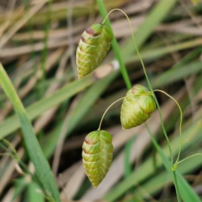 Briza maxima (Quaking Grass, Blowfly Grass) at Goulburn, NSW - 11 Sep 2024 by trevorpreston