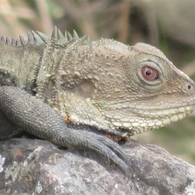 Intellagama lesueurii howittii (Gippsland Water Dragon) at Latham, ACT - 11 Sep 2024 by Christine