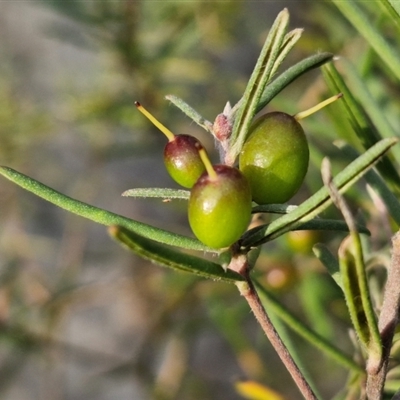 Persoonia mollis subsp. livens at Goulburn, NSW - 11 Sep 2024 by trevorpreston